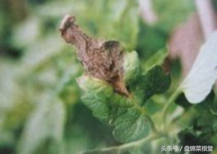 碱地柿子的正确做法,碱地柿子种植方法