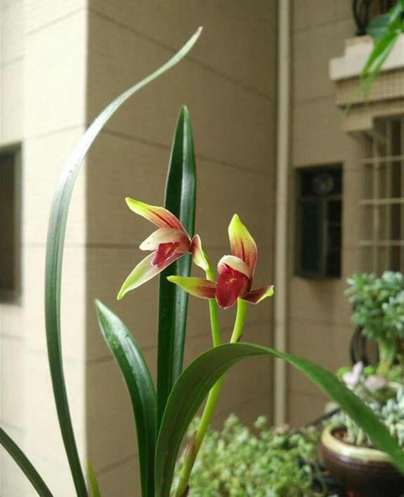 兰花价格决定因素由高到低,如何了解兰花价格