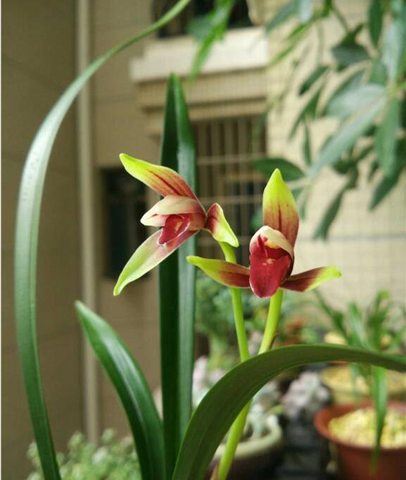 兰花价格决定因素由高到低,如何了解兰花价格