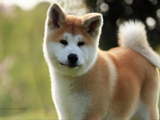 秋田为什么是国犬,日本国犬秋田犬