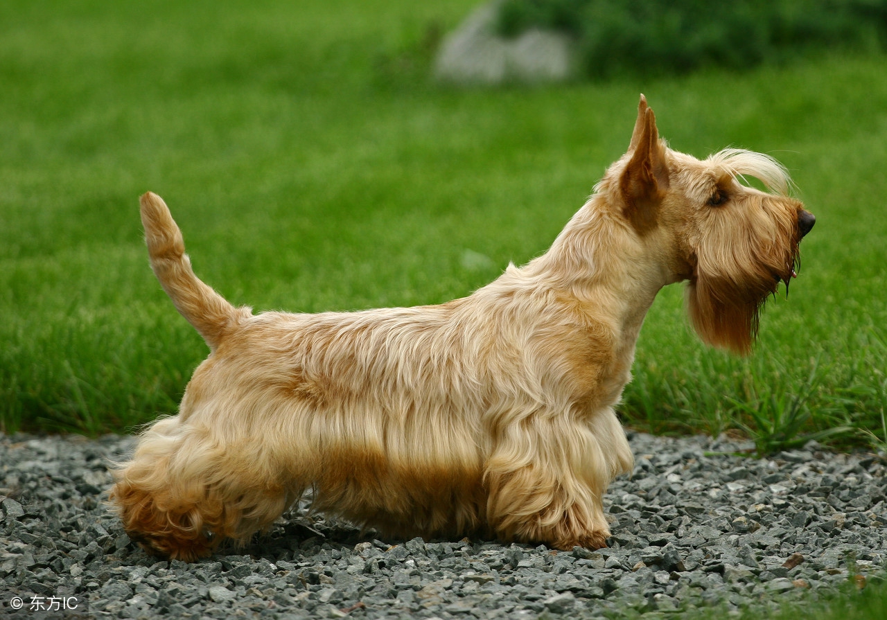 养一只狗需要准备什么东西,养一只狗前期需要多少钱