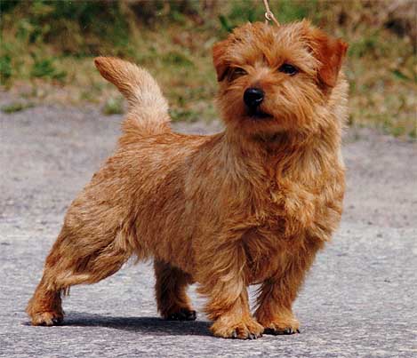 养一只狗需要准备什么东西,养一只狗前期需要多少钱