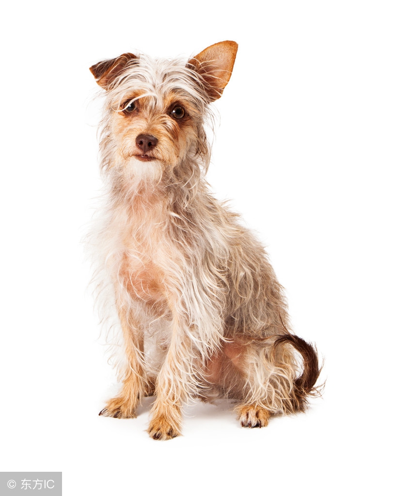 养一只狗需要准备什么东西,养一只狗前期需要多少钱