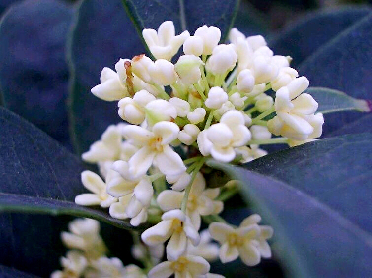 桂花飘香ll绿玉枝头万点黄，缕缕清香满庭芬