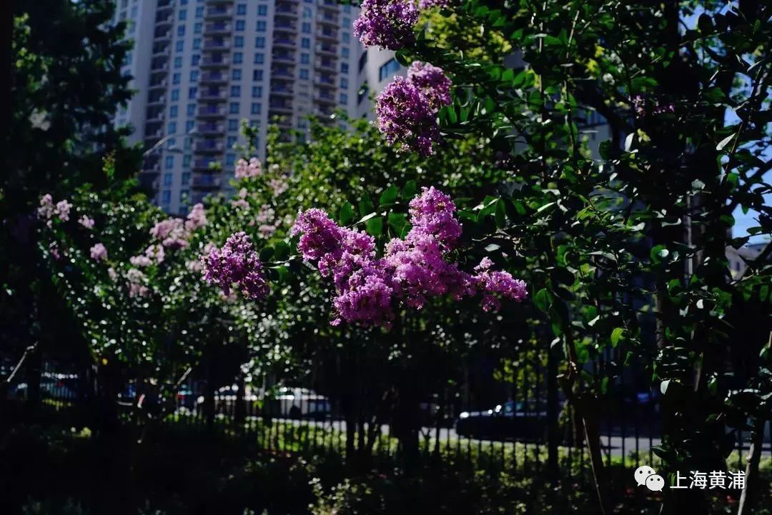 臭水浜变成了林荫道,《从臭水浜到林荫道》小学课文