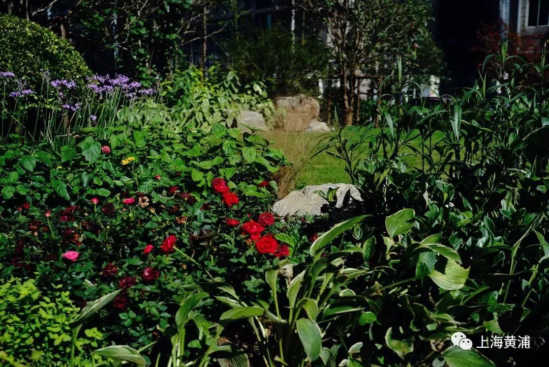 臭水浜变成了林荫道,《从臭水浜到林荫道》小学课文