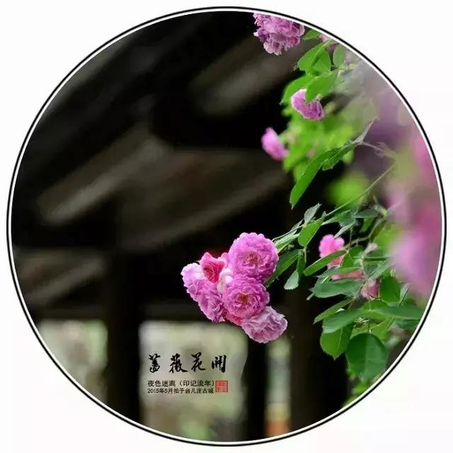 前缘如梦听书全集,前缘如梦小说全名