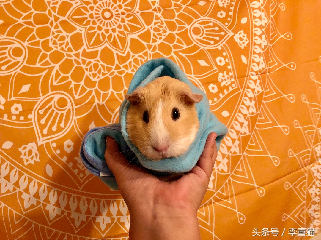 驯养动物历史,驯养动物有哪些