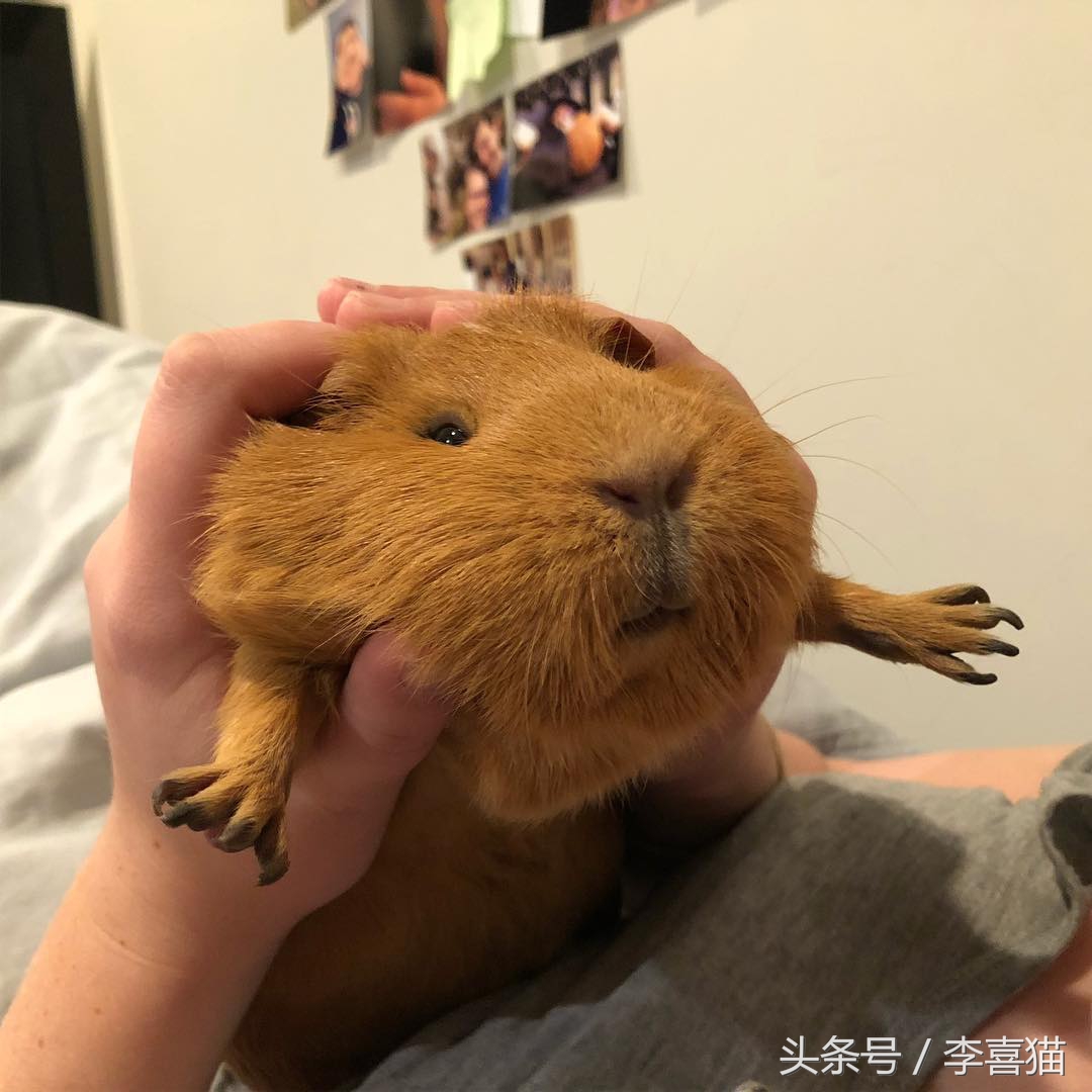 最好养的宠物豚鼠,豚鼠成长过程