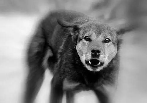 路上遇到恶犬该如何正确自救影片,路遇恶犬怎么办专业训犬师支招