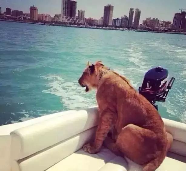 揭秘迪拜的真实生活,记录迪拜真实生活