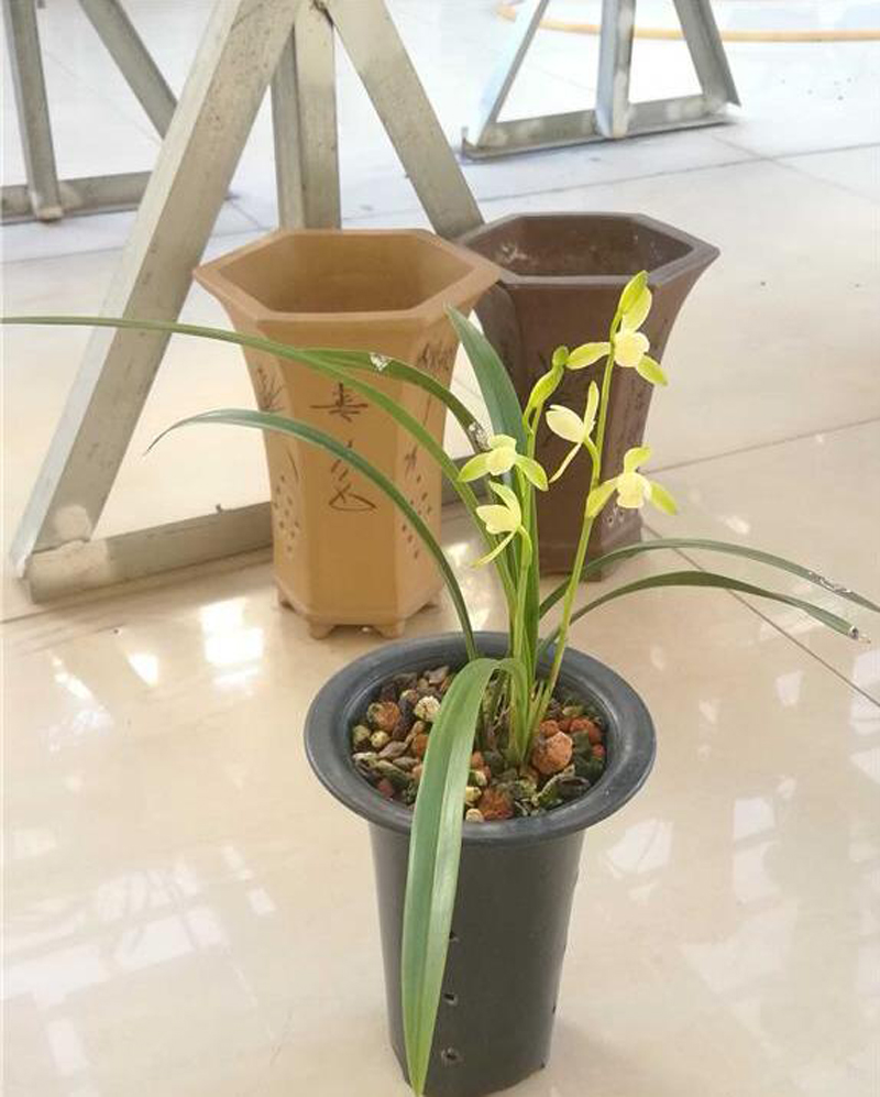 如何区分兰花品种优劣,如何判断兰花品种好坏