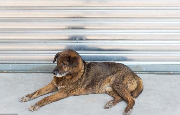 盘点那些狗狗的奇怪叫声,狗狗的名字太奇葩了