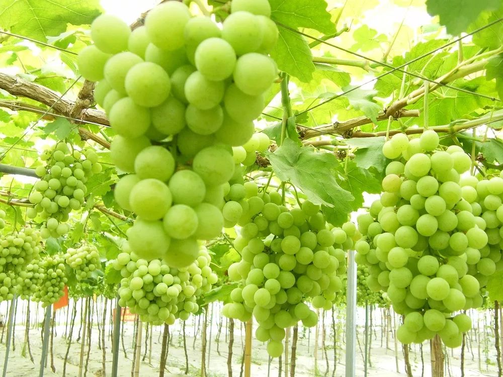 贵阳周边采摘水晶葡萄的地方,贵阳葡萄采摘地点推荐