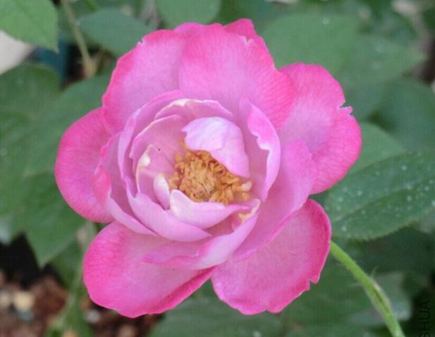 什么月季比较耐阴又好养,香味浓郁好养的藤本月季