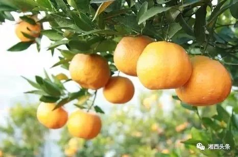 泸溪椪柑品牌现状,泸溪椪柑种植基地