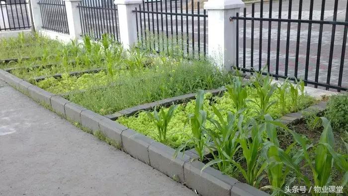小区里绿地种菜怎么管理,怎么制止小区里种菜的