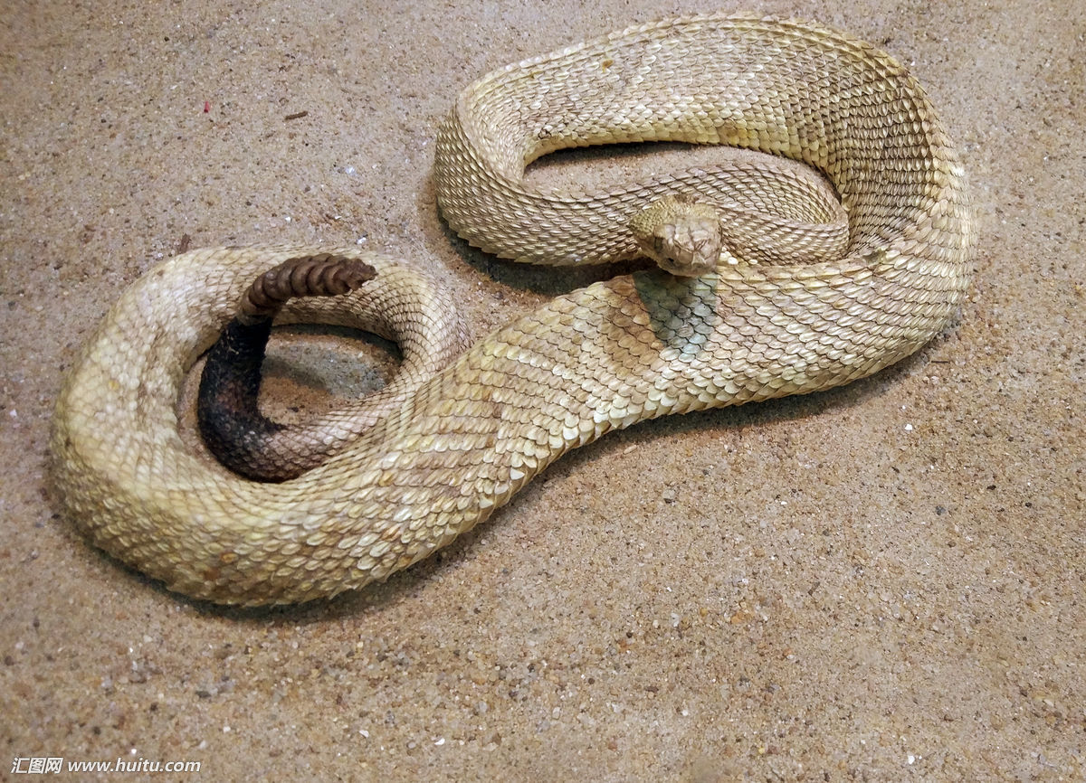 动物眼中的人类有多可怕,动物眼中的世界居然是这样