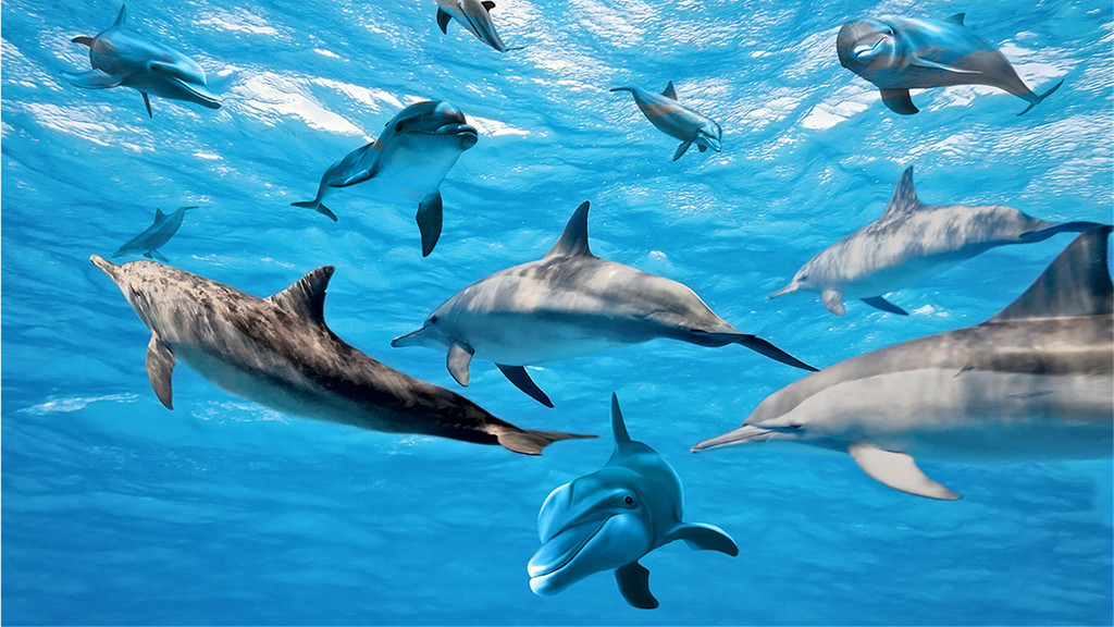 动物们看见的世界是什么样子的,动物们看世界