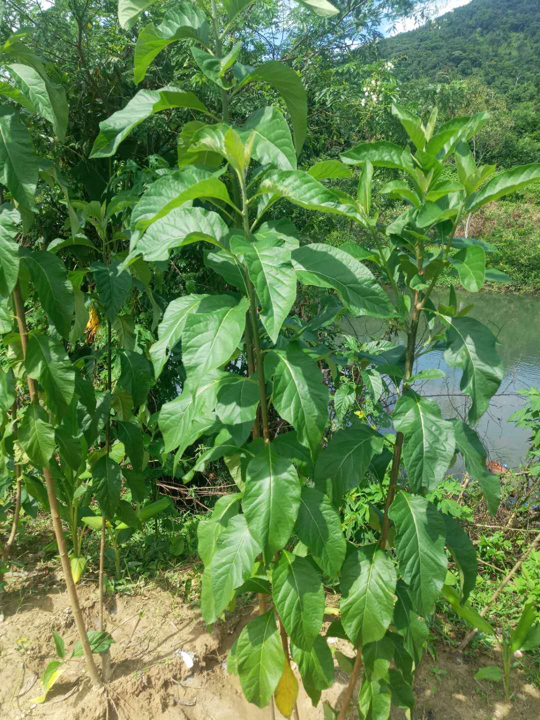 皮肤过敏可以用芦荟直接涂脸上吗,芦荟怎么用才不会过敏