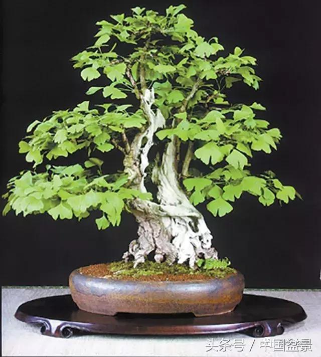 值得收藏的盆景养护常用技法