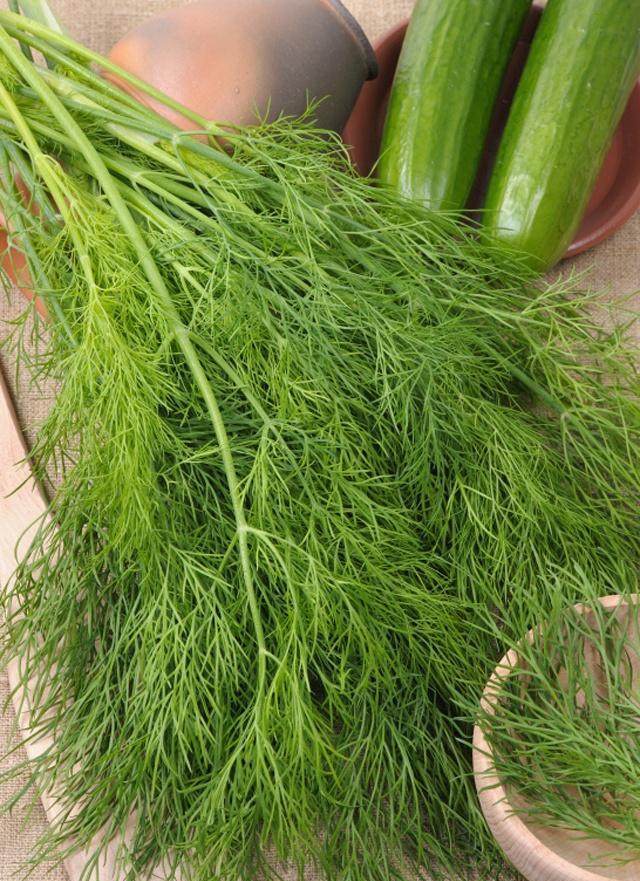 种大茴香几月份最合适种,种茴香几月份最合适种