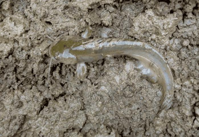 溶洞里流出来的泉水,溶洞溪水流入水中