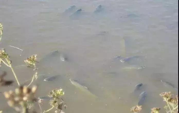 鱼药物中毒怎样补救,鱼塘鱼类药物中毒的症状