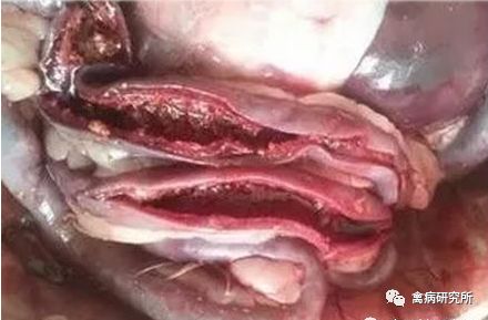 小鹅瘟疫为什么这么严重,小鹅苗近期生病是什么原因