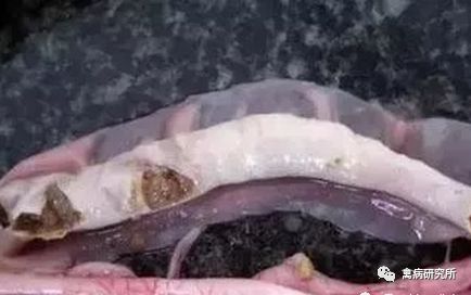 小鹅瘟发病视频,小鹅苗近期生病是什么原因