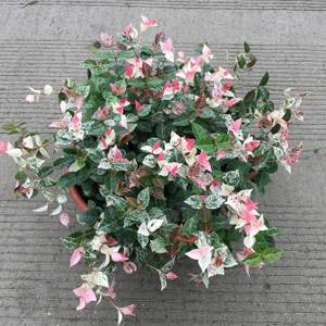 彩叶络石，养着养着就变绿了，两分钟教你怎么破