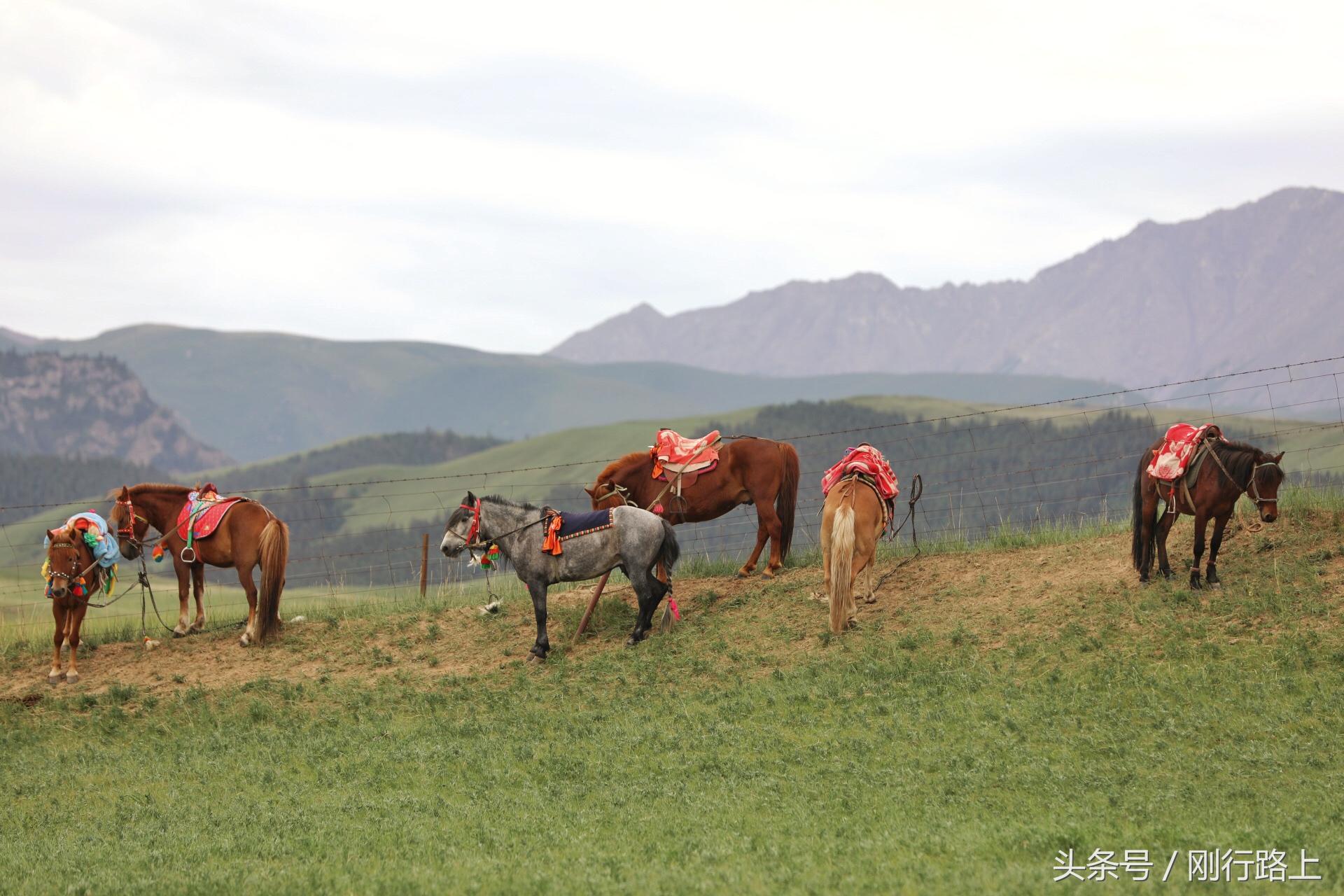 甘加草原和康乐草原,康乐大草原风景如画