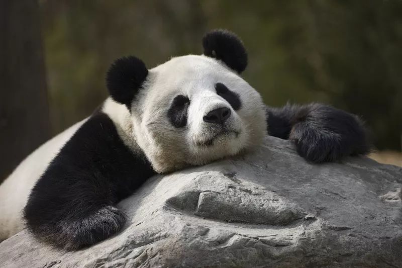 成都和成都谁才是中国幸福之城,成都一座魅力之城