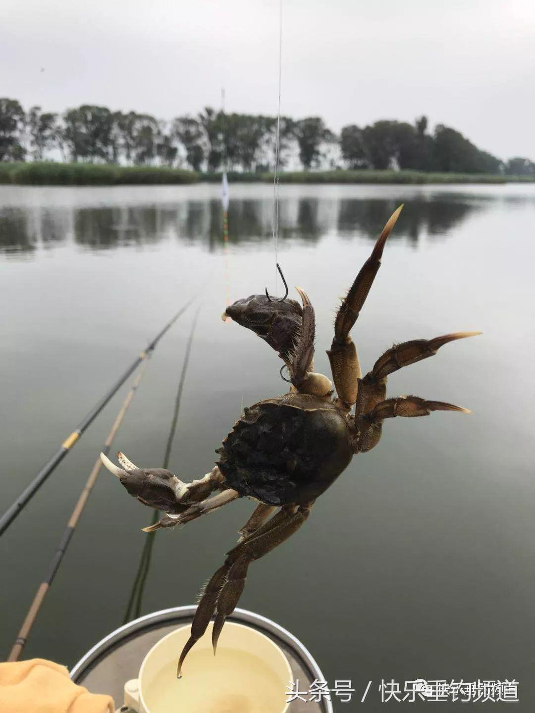 河蟹闹窝不要慌，用对方法可抢大鱼！