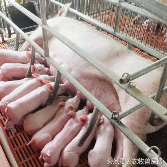 2018年执业兽医考试应用兽医产科学（二）