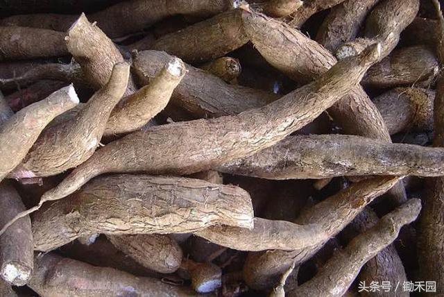 这种8月份最“稀罕”野味，外国人不吃，国内却找代购还不一定有