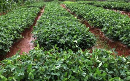 花生青虫最佳防治方法,花生容易发生什么病虫害