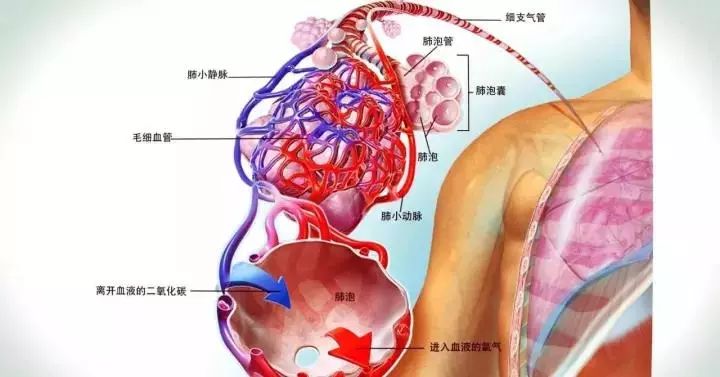 夏天气管炎哮喘的除根妙方,支气管炎哮喘最佳食疗方法