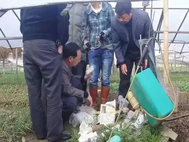 赤霉素芸苔素多效唑用法大汇总,多效唑赤霉素的作用