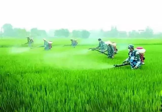 多效唑加芸苔素可以用吗,赤霉素加芸苔素怎么使用