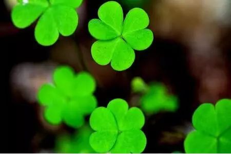 爱ta就带ta去三亚,绿野仙踪三叶草