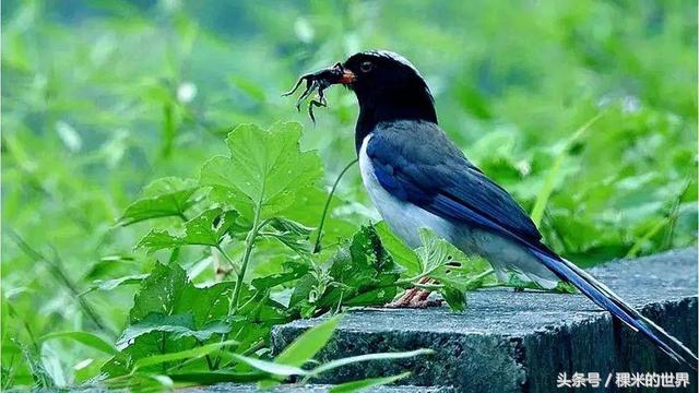 鍒橀摥璇楄瘝鍏ㄩ泦,鍒橀摥璇楁枃