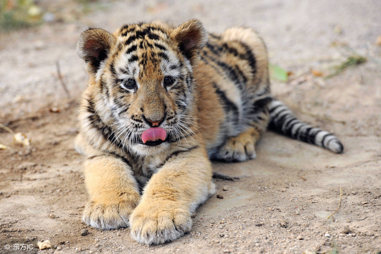 十二属相婚配表,十二属相婚配表鸡和狗