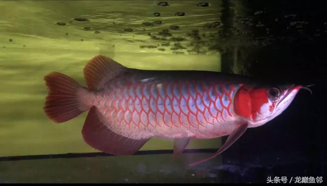 龙鱼太小了不吃食怎么办,龙鱼一直不吃怎么办