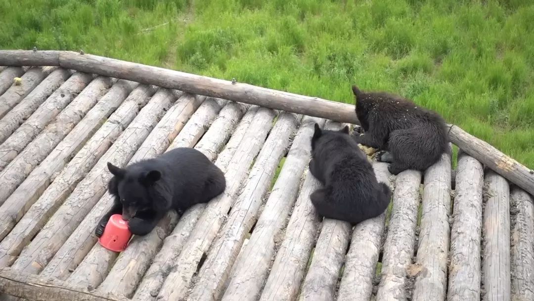 看日出、逗黑熊……从抚远出发穿越“两极”