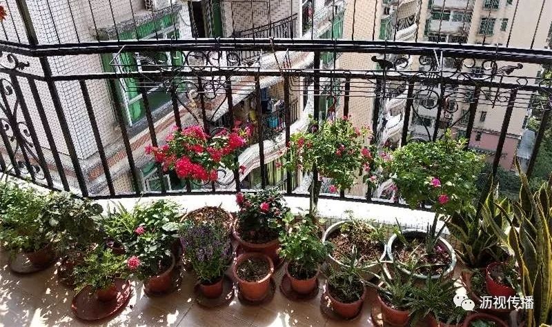 最美庭院评选,寻找最漂亮的花园小院