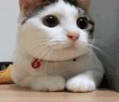 狗狗挑食的最佳治疗方法,狗狗挑食的正确方法视频