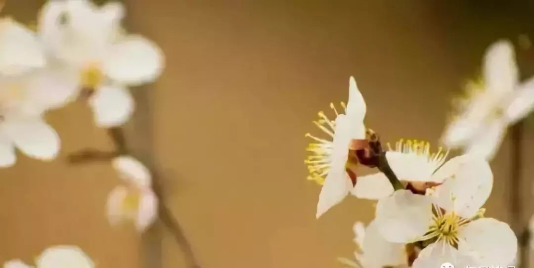 中国古代诗人的雅称,中国古代诗人的雅称拼音版