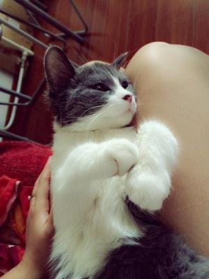 猫传腹441隔一天注射会影响药效吗,猫传腹除了用441还需要其他药吗