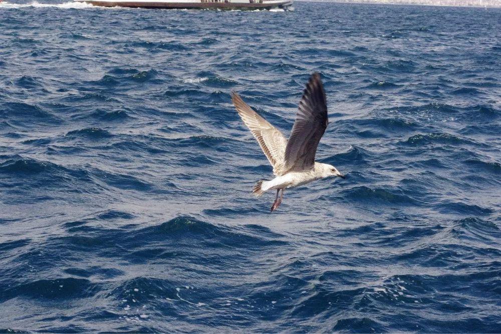 土耳其到底多浪漫,土耳其有什么值得玩的